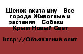 Щенок акита ину - Все города Животные и растения » Собаки   . Крым,Новый Свет